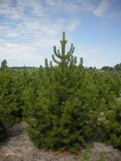 Lodgepole Pine